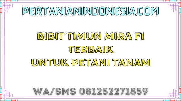 Bibit Timun Mira F1 Terbaik Untuk Petani Tanam